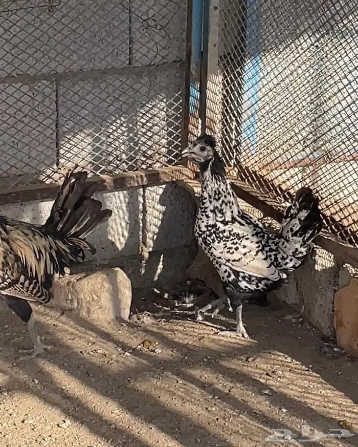 دجاج كويتي 2