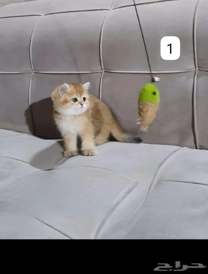 قطط سكوتش وبرتش للبيع بيور 7