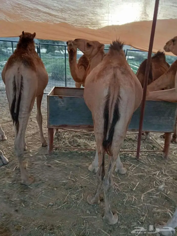 قعدان صومالى مرابى 3