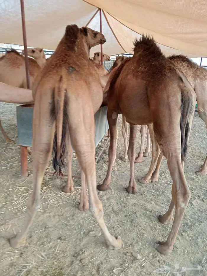 قعدان صومالى مرابى 0