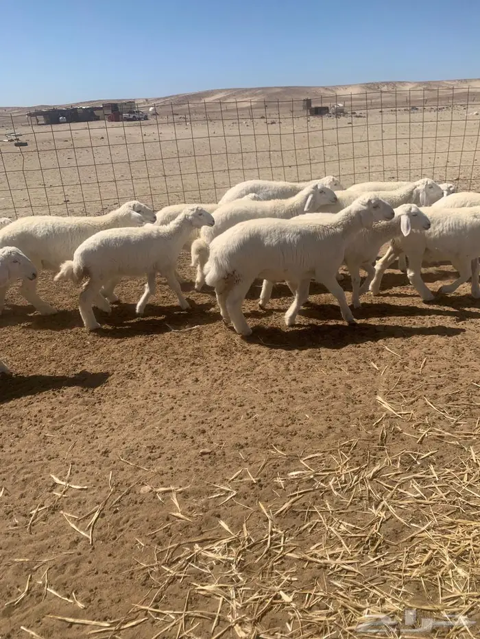 بهم حري عدد 24 4
