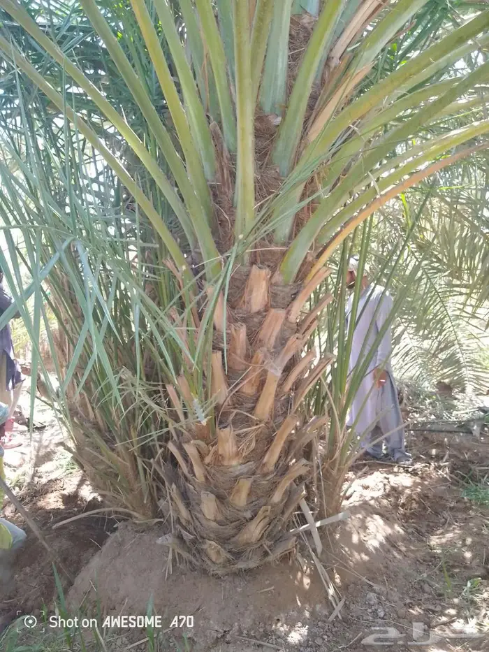 نخل طول الساق مترين للبيع 0