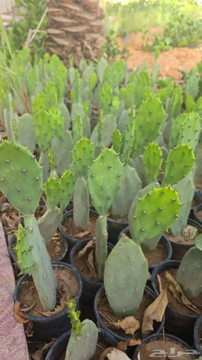 للبيع شتلات تين شوكي(برشومي) 7 ريال - أقل عدد30شتلة 3