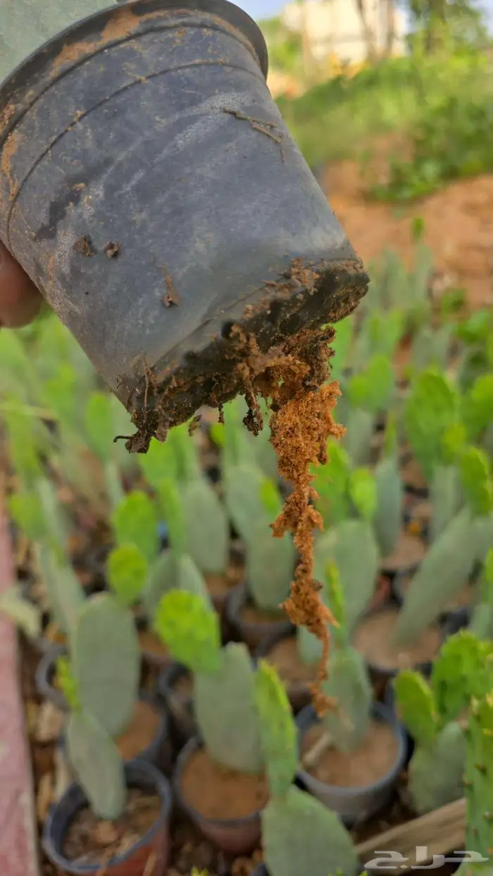 للبيع شتلات تين شوكي(برشومي) 7 ريال - أقل عدد30شتلة 2