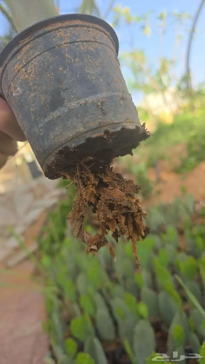 للبيع شتلات تين شوكي(برشومي) 7 ريال - أقل عدد30شتلة 1