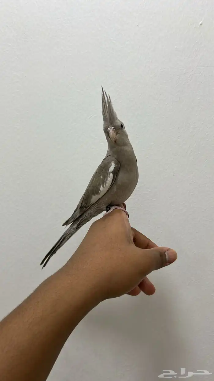 للبيع فرخ كروان هولندي نهايه غر محجل تم البيع 1