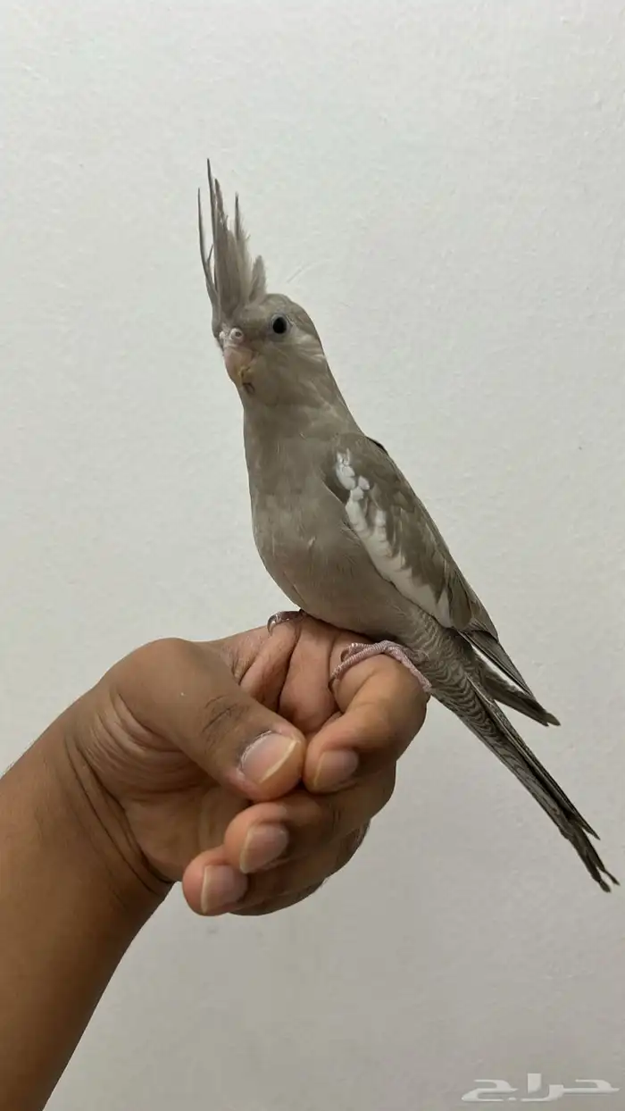للبيع فرخ كروان هولندي نهايه غر محجل تم البيع 3