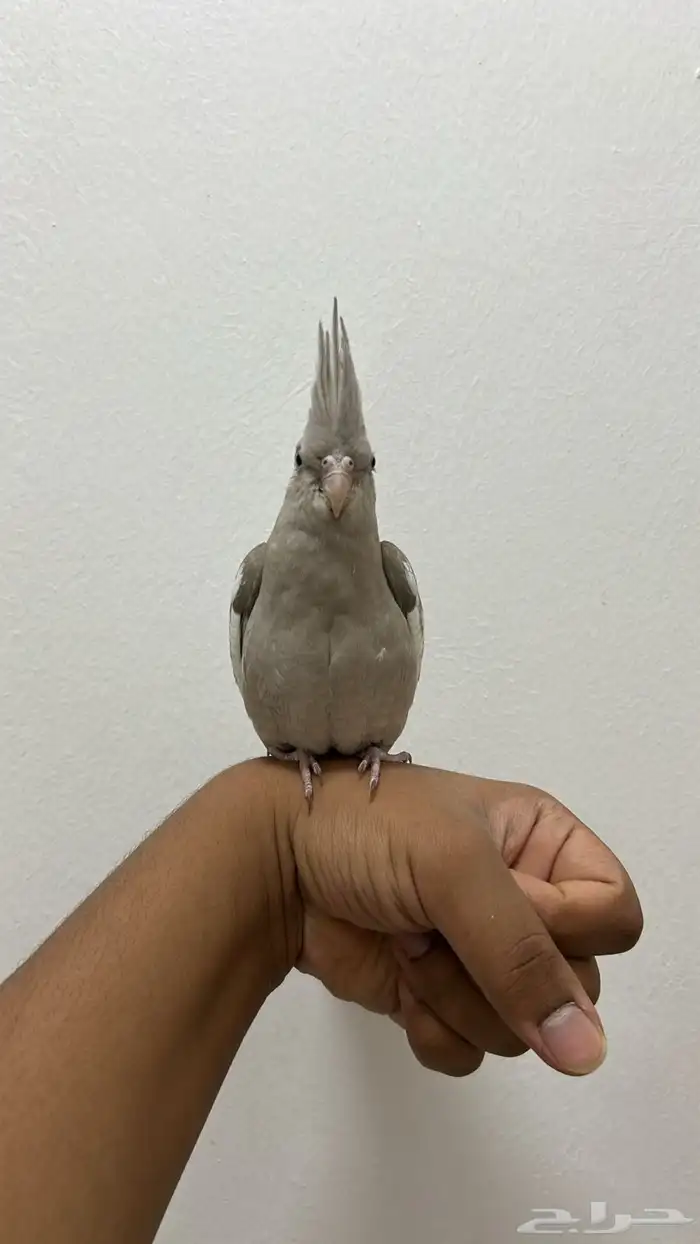 للبيع فرخ كروان هولندي نهايه غر محجل تم البيع 5