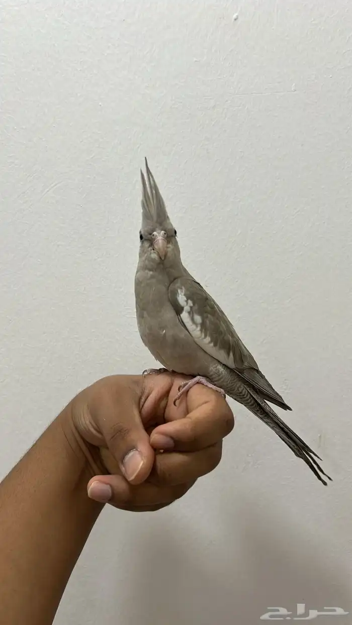 للبيع فرخ كروان هولندي نهايه غر محجل تم البيع 0