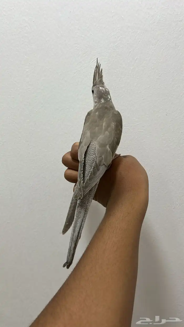 للبيع فرخ كروان هولندي نهايه غر محجل تم البيع 2
