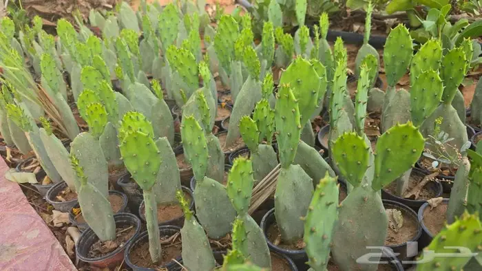 للبيع شتلات تين شوكي(برشومي) 7 ريال - أقل عدد30شتلة 0