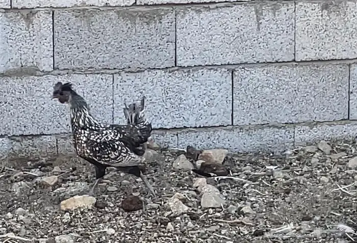 دجاج كويتي 0