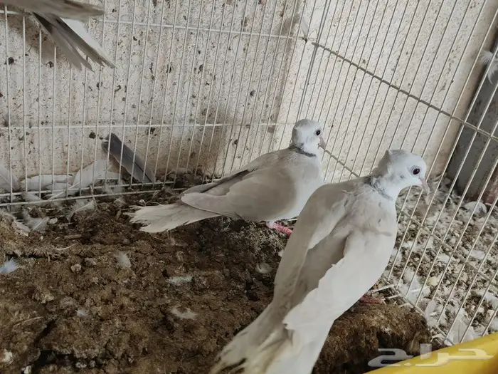 ياكريم ابيض البينو قمري هولندي صدفي 5