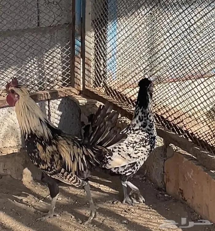دجاج كويتي 3