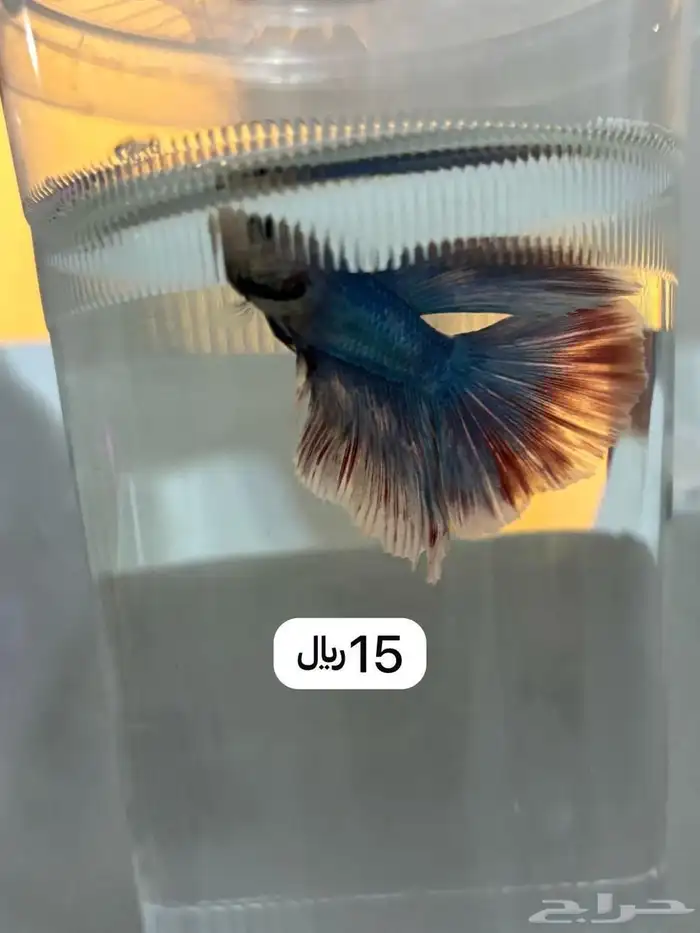 تزين هدايا 3