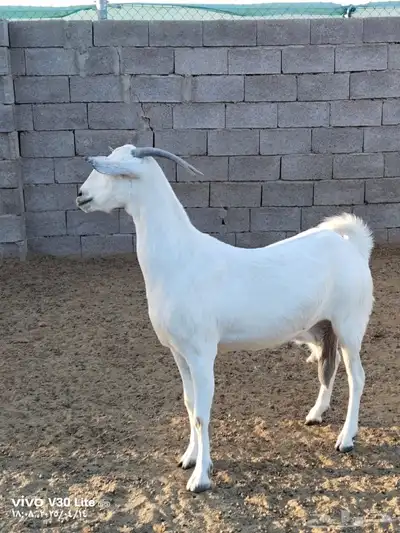 معزى بيشيات للبيع 3