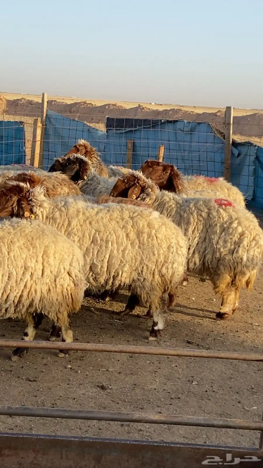 غنم نعيم دفيع 1
