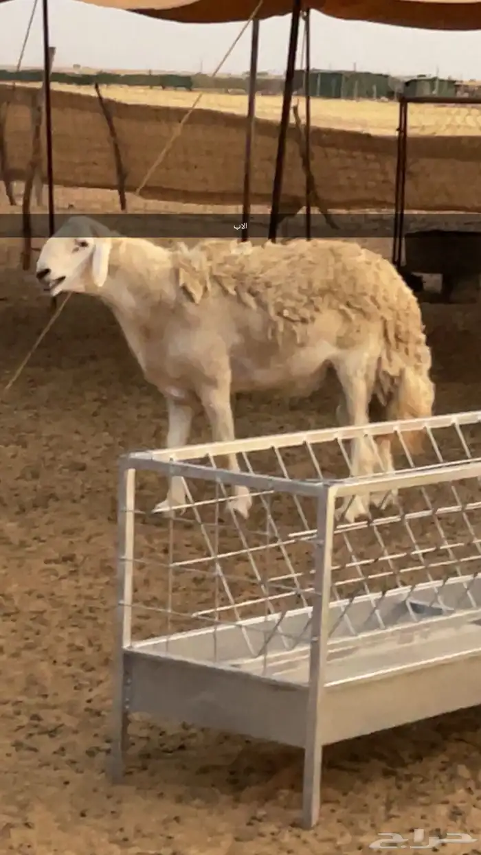 طلي مشروط صنف الصنف 2