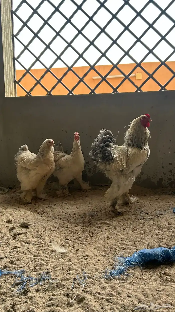دجاج برما اصل 0