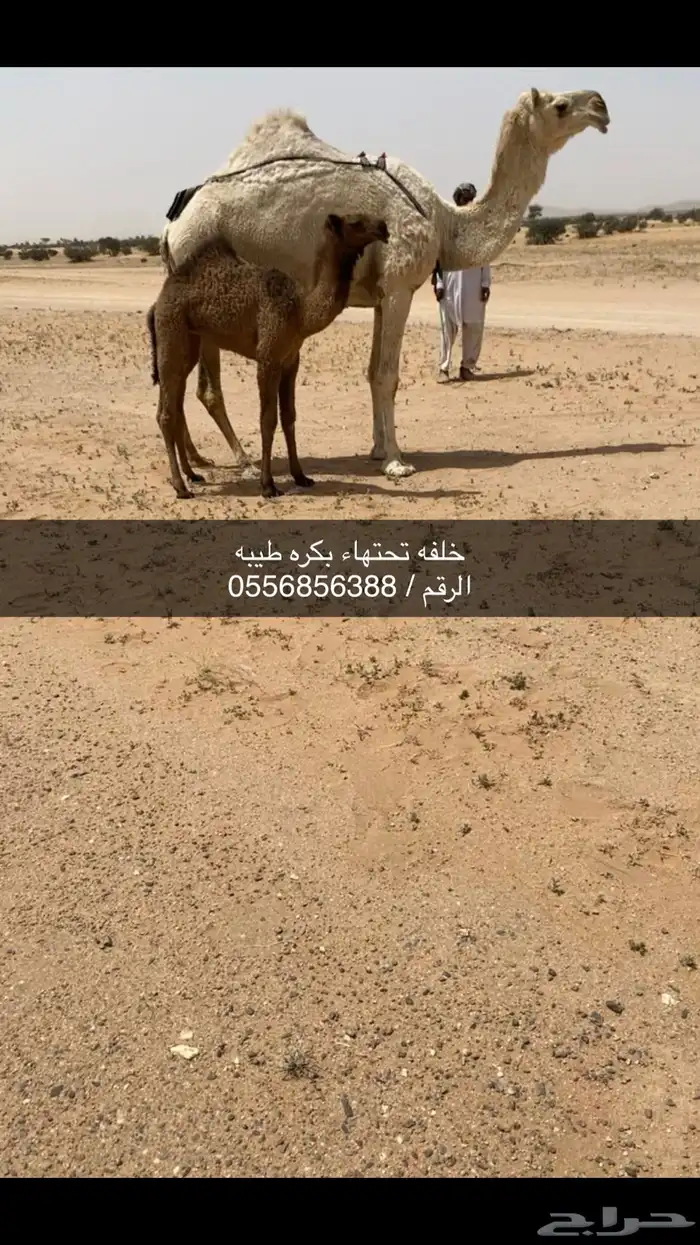 خلفه تحتهاء بكره كفو 0