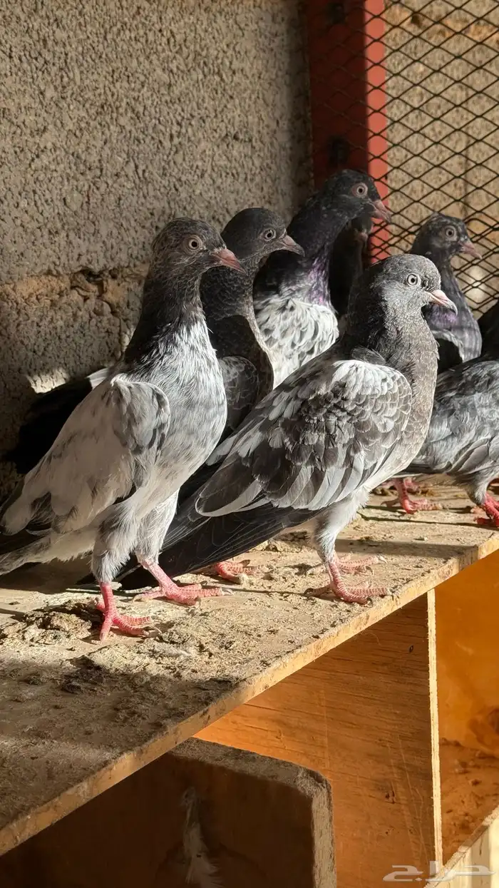 حمام باكستاني بيور 7
