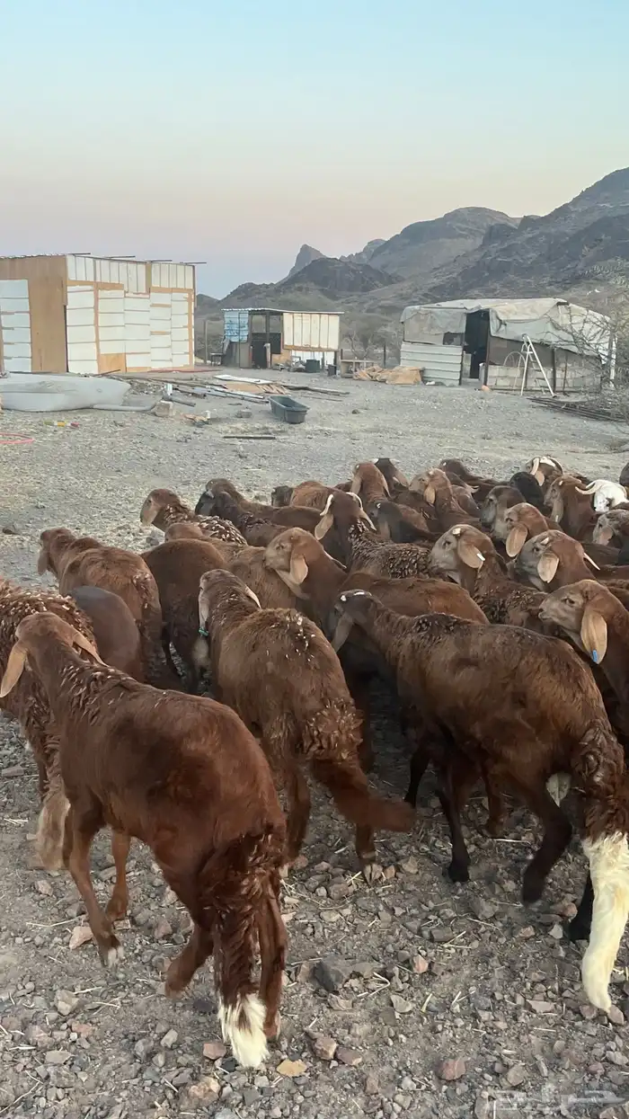 طليان سواكن حمري مرابى مناسبات وزوجات 18