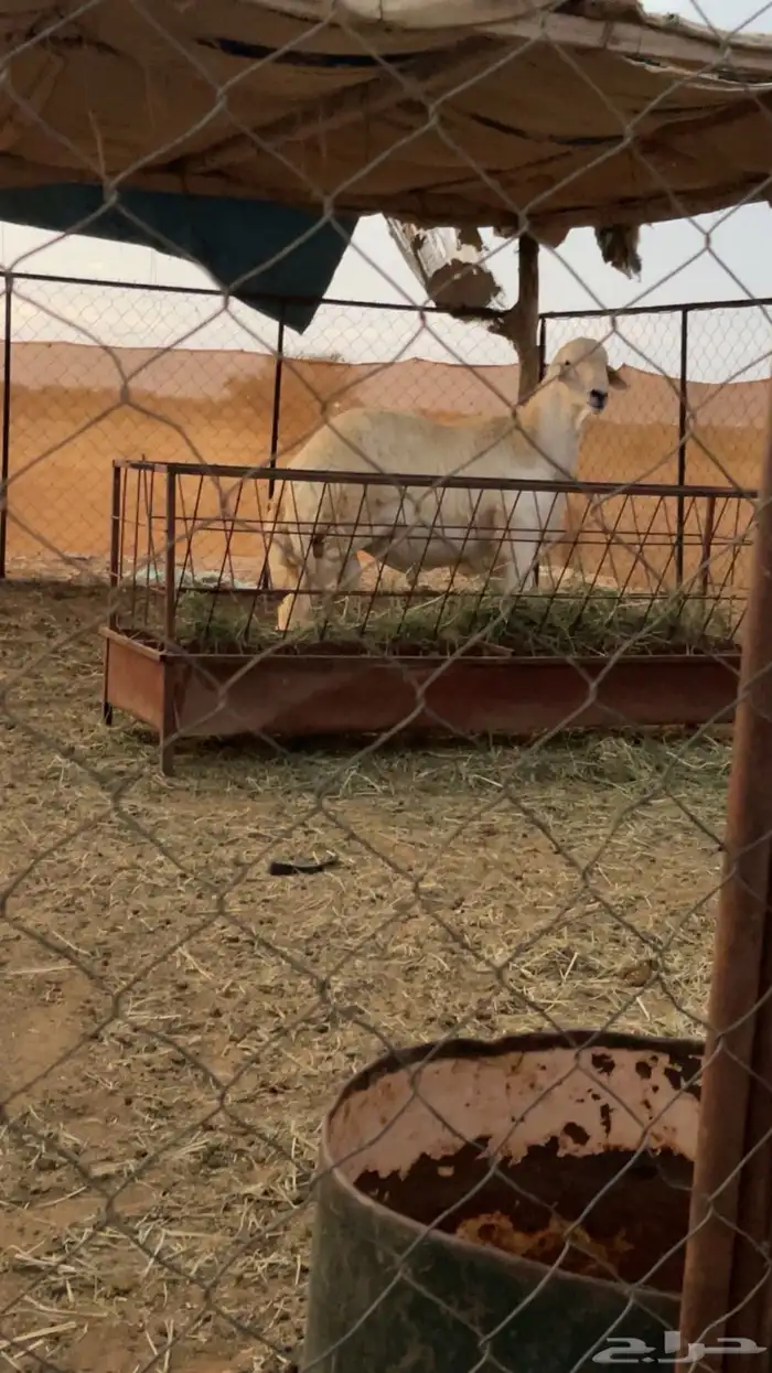 طلي مشروط صنف الصنف 1