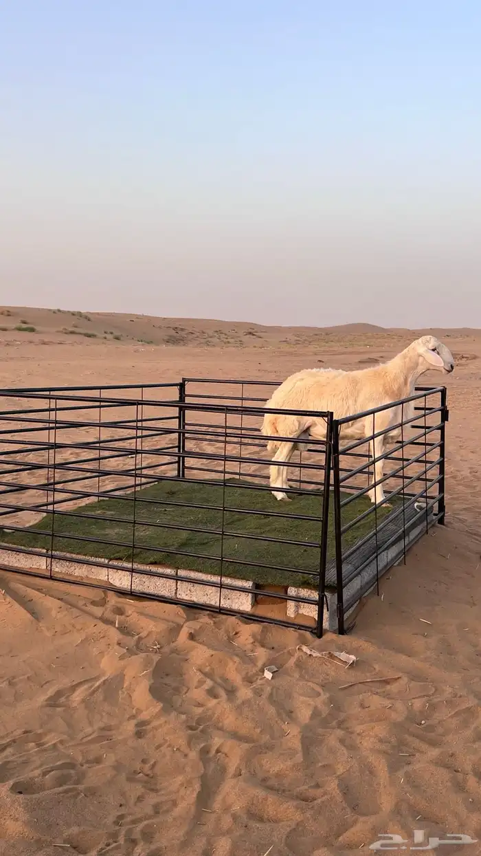 مشروع فحل رقم 2 صنف تم البيع 0