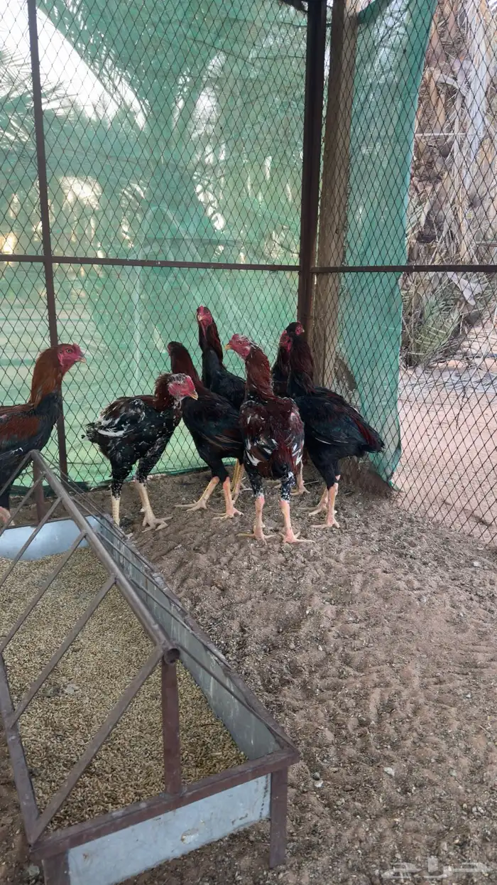 ديكه باكستانيه فارسي 2