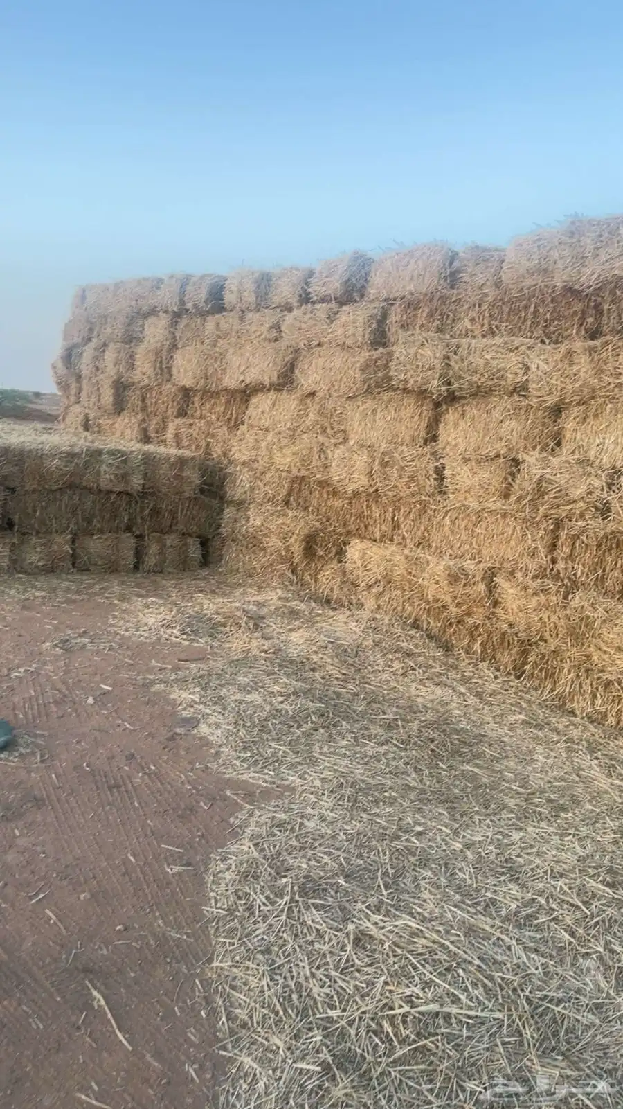 للبيع تبن قمح 1