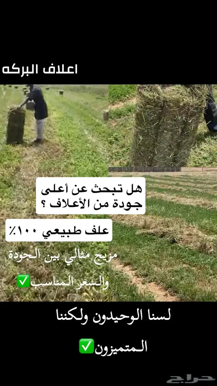 مخلوط و برسيم 0