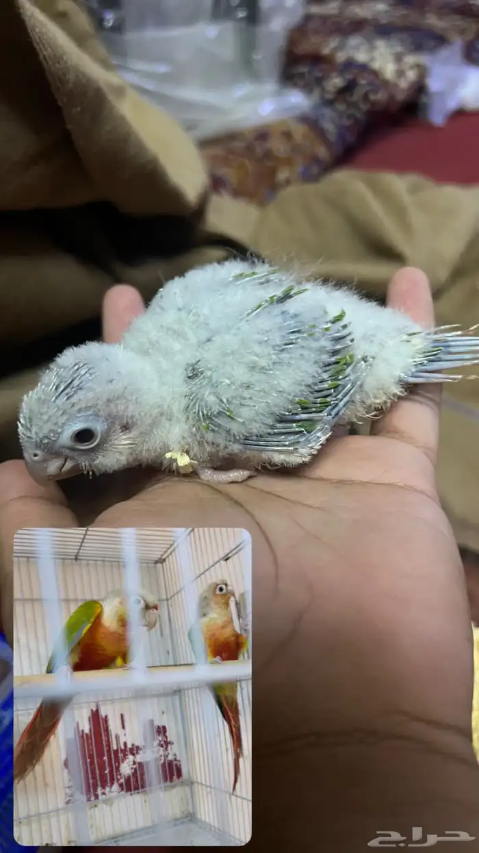 فروخ كنيور اناناس صبغه حلوه وجروم 0