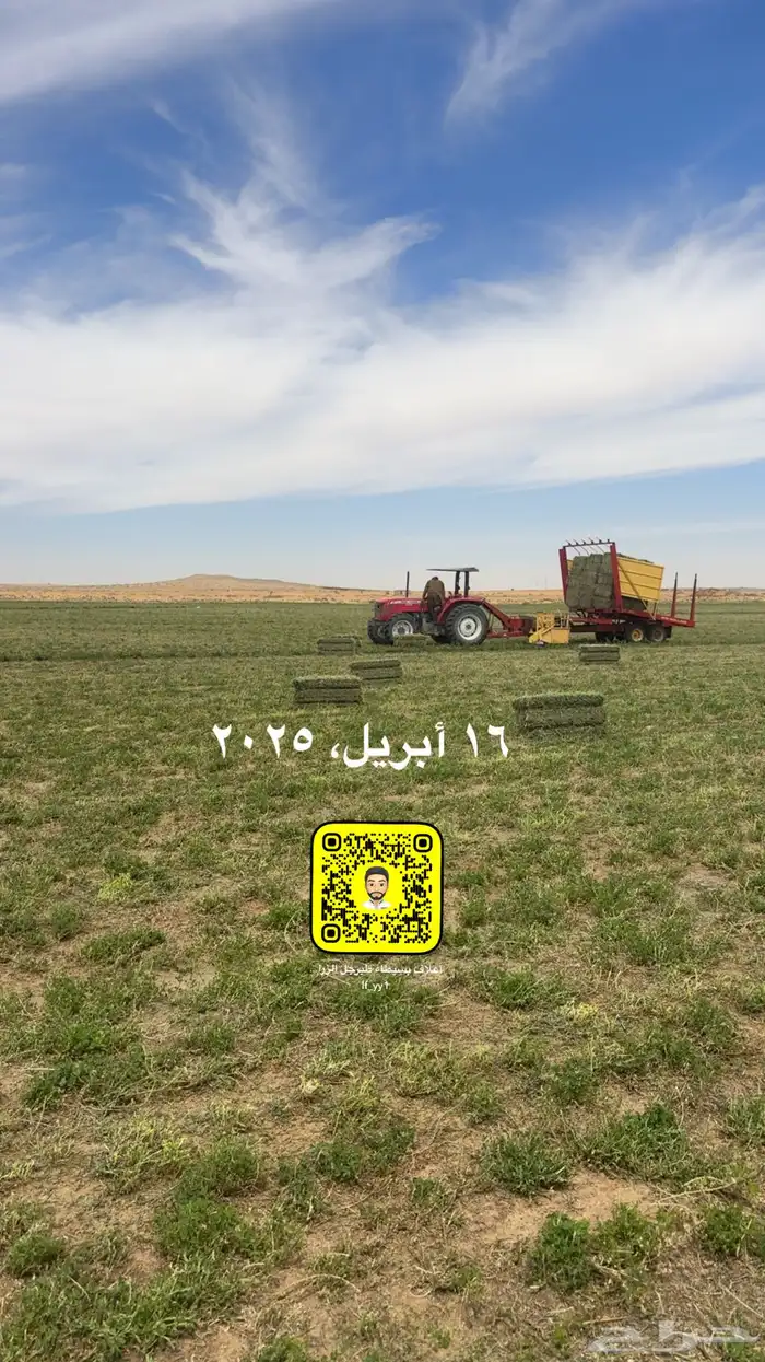 برسيم صافي شد طيب (الدفع عند الوصول بدون عربون) 0