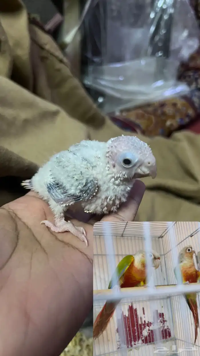 فروخ كنيور اناناس صبغه حلوه وجروم 1