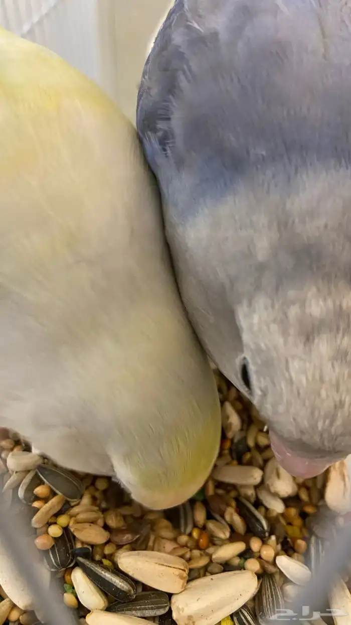زوج روز للبيع 1