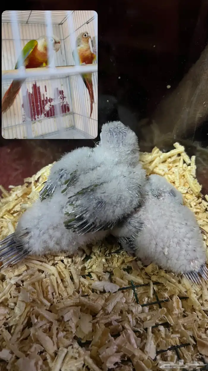 فروخ كنيور اناناس صبغه حلوه وجروم 2