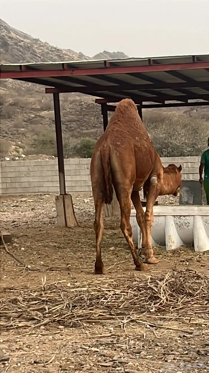 بعير فاخر احمر لأهل النظر 1
