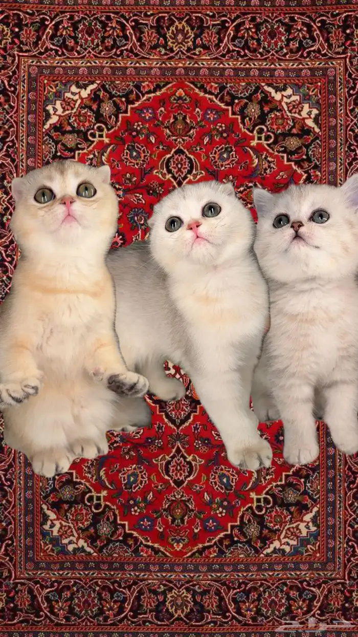 سكوتش فولد ستريت شيرازي هملايا قطط صغيرة شهرين للبيع بيرشن 0