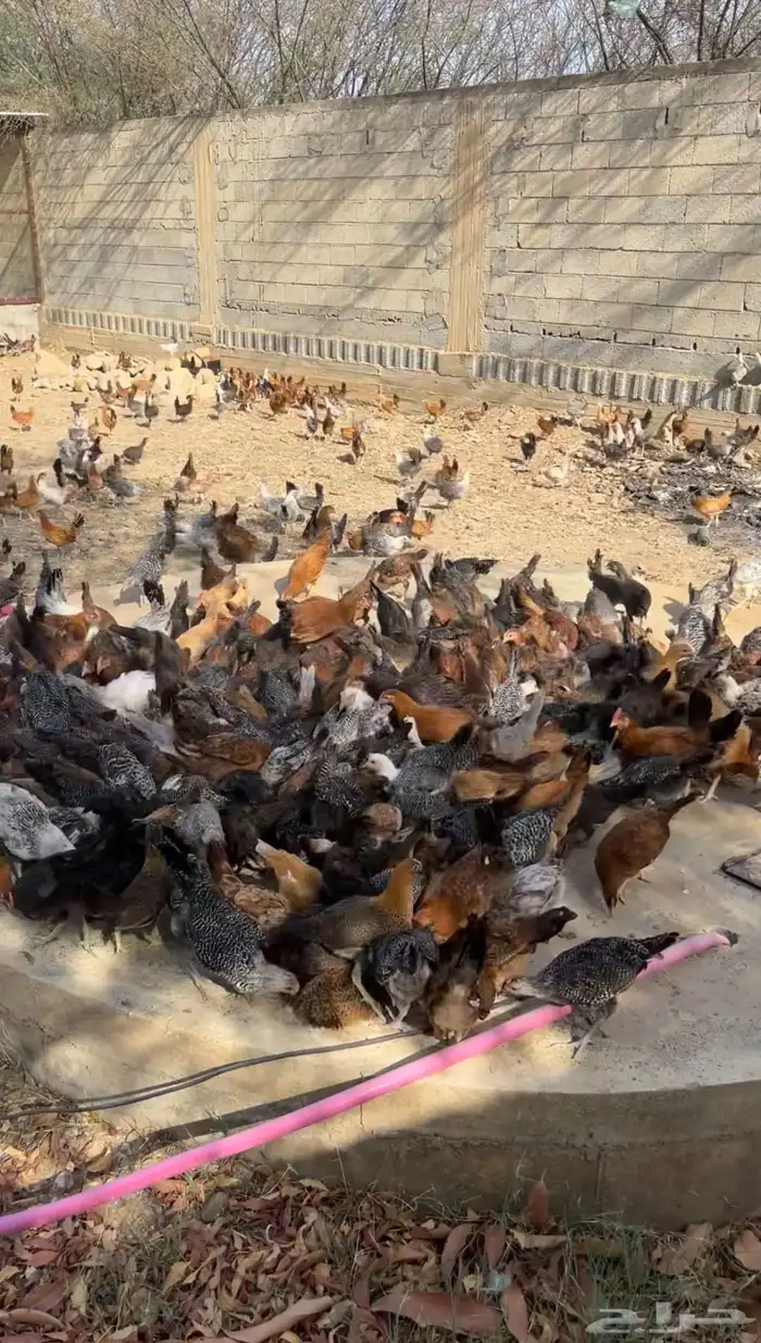 دجاج بلد مخصب 2