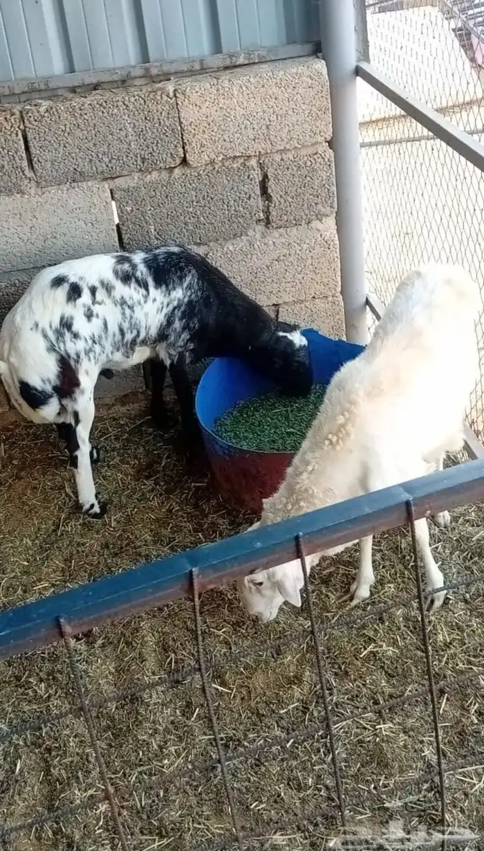 رفيد طليان 0
