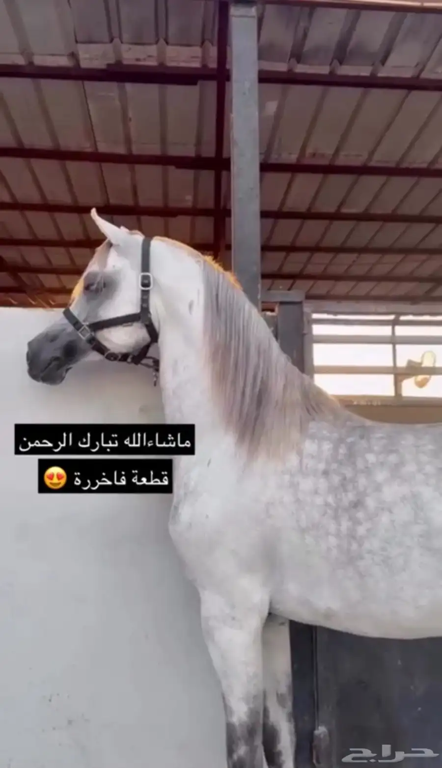 فحل واهو فاخر دماء لعب حركة 0