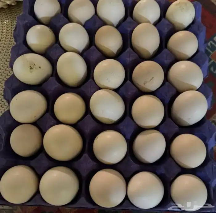 بيض براهما 2