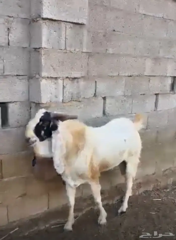 مشروع فحل صنف فاخر 15