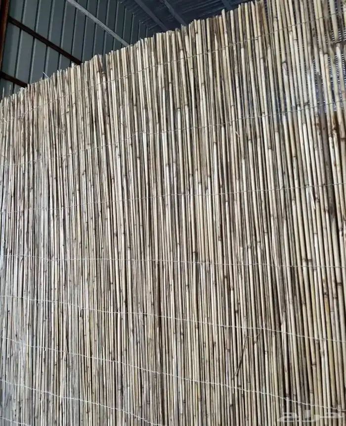 خيزران بامبو 11