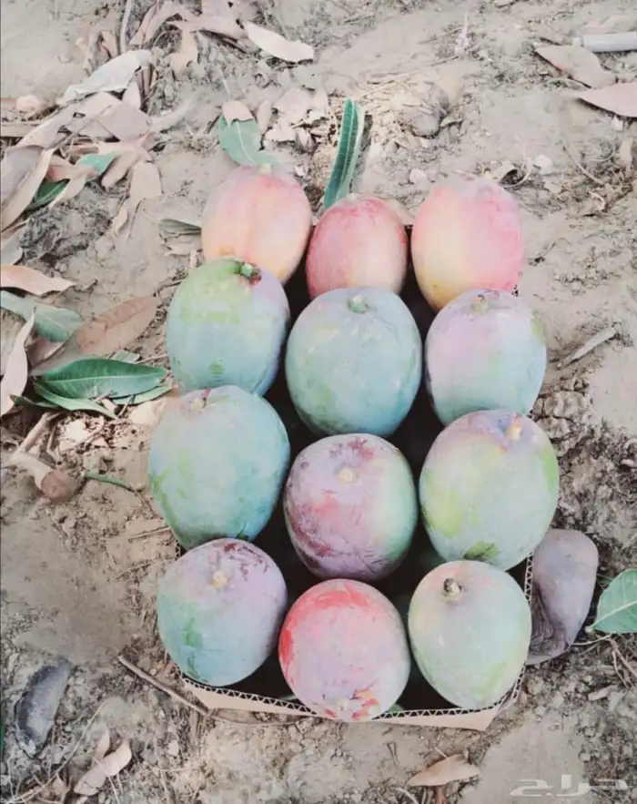 منجا تومي رقم واحد جمله من المزرعه مباشره للتصدير 0