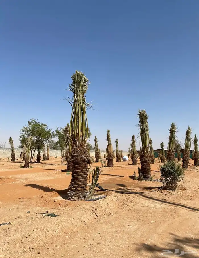 مزرعة للبيع المزاحميه ( جو ) مقسمه على 3 صكوك بمساحة 49 ألف 5