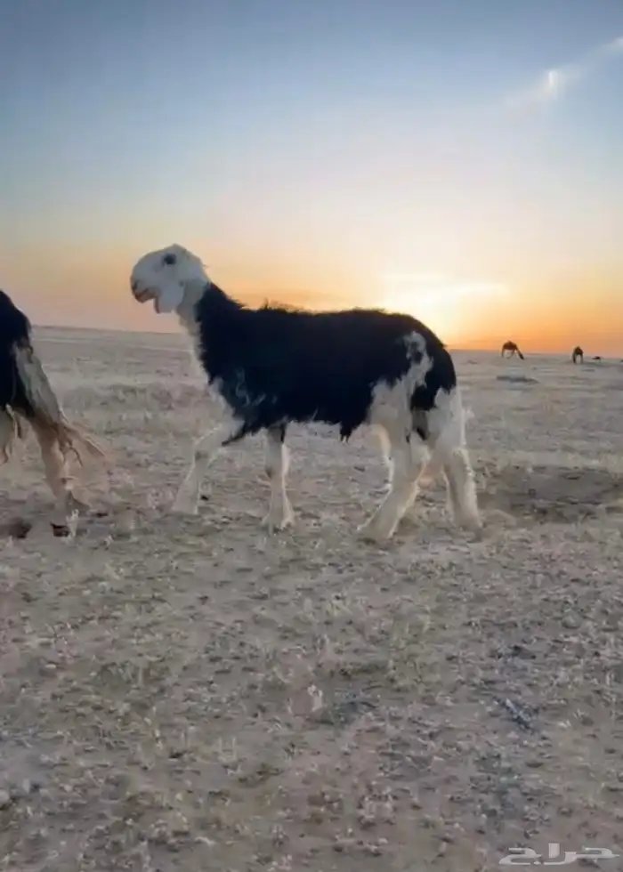 طلي مشروع فحل للبيع 0