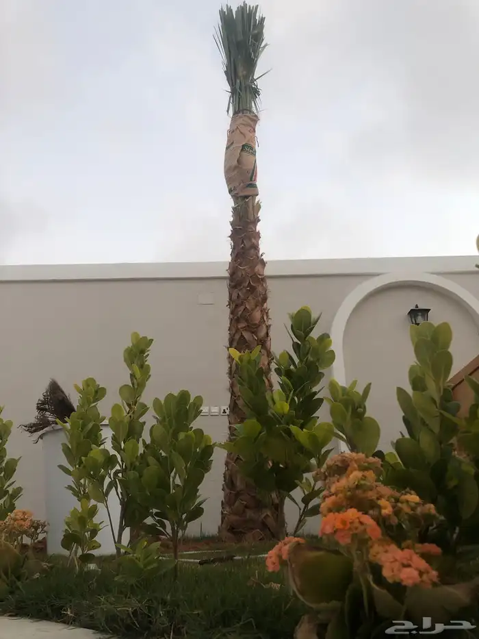 نخيل   واشنطينا ابو مروحه 14