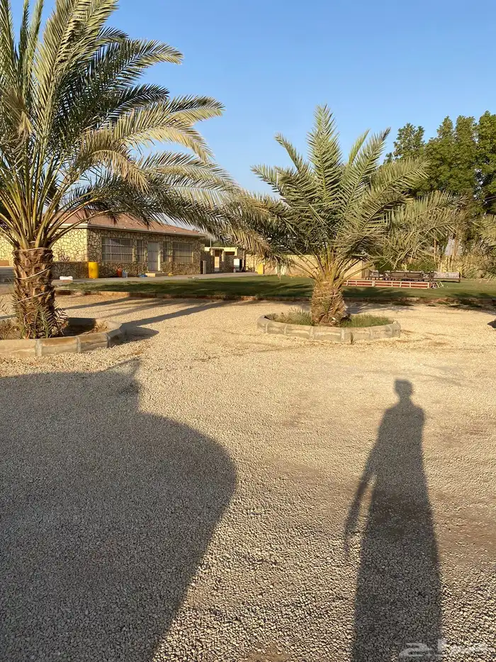 مزرعة للبيع المزاحميه ( جو ) مقسمه على 3 صكوك بمساحة 49 ألف 0