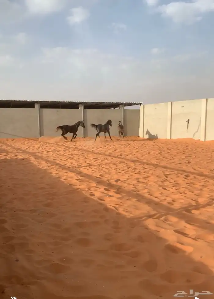 إيواء وإسطبل لإيجار مفرق رماح شرق الرياض 2